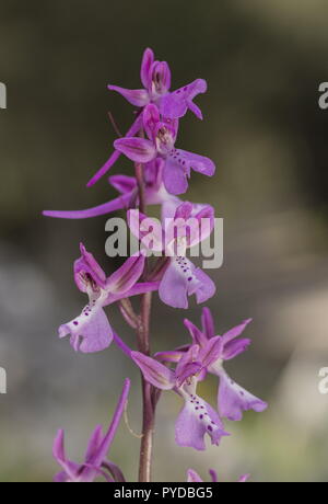 Orchidée Orchis anatolica, anatolienne, en fleurs dans les forêts éclaircies, Rhodes Banque D'Images