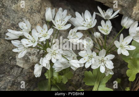 L'Ail, Allium neapolitanum Naples en fleur, Rhodes. Banque D'Images