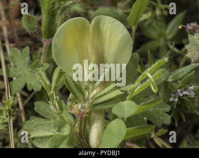 La vesce jaune velues, Vicia hybrida, en fleurs au printemps, Rhodes. Banque D'Images