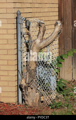 Réduire le tronc de l'arbre qui s'est développée autour d'une clôture à mailles de chaîne. Banque D'Images