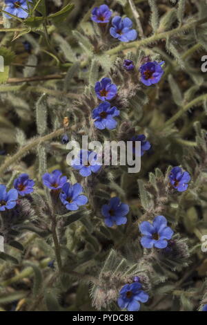 L'Orcanette Dyer, Alkanna tinctoria, en fleurs sur la plage, Rhodes Banque D'Images