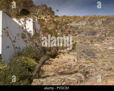 Melia azedarach, lilas de Perse en fruits, planté à Lindos, Rhodes. Banque D'Images