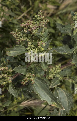 Chénopode à feuilles d'Ortie, Chenopodium murale en fleur ; la lutte contre les mauvaises herbes en bordure, Rhodes. Banque D'Images