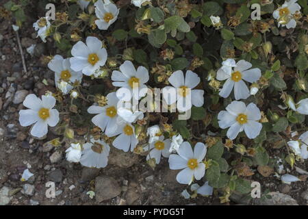 À feuilles de sauge rock-rose, Cistus salviifolius en fleur au printemps, Rhodes Banque D'Images