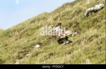 Buse, buse variable, nom scientifique : Buteo buteo, plongée sous-marine pour les proies de la télécommande de la péninsule d'Ardnamurchan dans les Highlands d'Ecosse. L'horizontale Banque D'Images