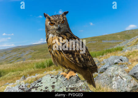 Grand-duc, également connu sous le nom de l'Office eurasien ou grand-duc d'Europe. Nom scientifique : Bubo bubo, perché sur le lichen couvertes dans le Rock Lake District Banque D'Images