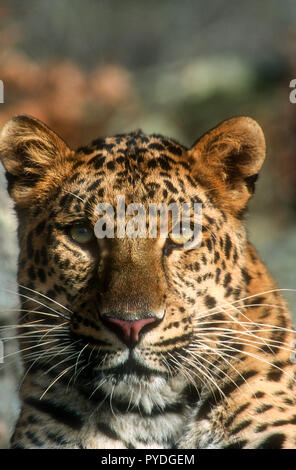 Amur Leopard, les grands félins, l'Asie, Captive Banque D'Images