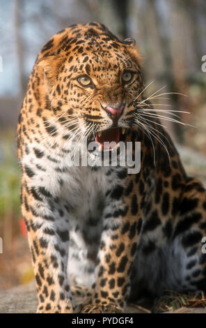 Amur Leopard, les grands félins, l'Asie, Captive Banque D'Images