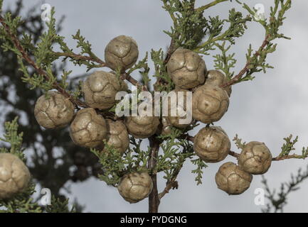 Cyprès, Cupressus sempervirens, cônes femelles sur Branch. Rhodes. Banque D'Images