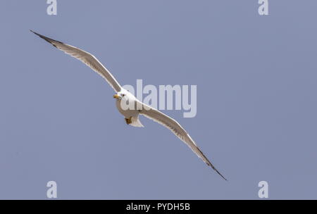 Yellow-legged Gull (Larus michahellis atlantis en vol ; Rhodes, Grèce. Banque D'Images