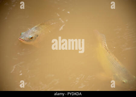 Poisson tilapia du Nil et de l'eau natation jouer en plein air à la piscine de jardin Banque D'Images