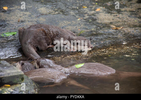 Otter dormir sur marbre en étang de jardin au parc public à Bangkok, Thaïlande Banque D'Images