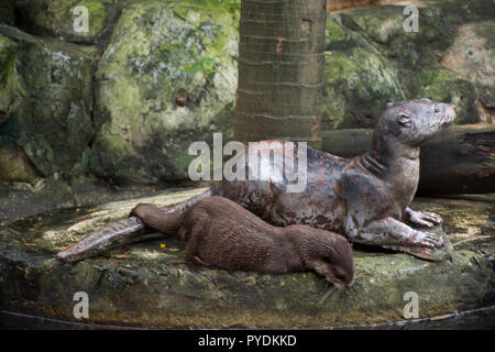 Otter dormir sur marbre en étang de jardin au parc public à Bangkok, Thaïlande Banque D'Images