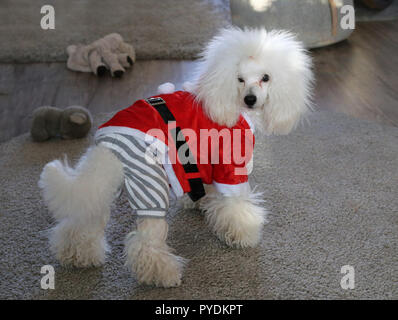 Mon chien caniche blanc portant des tenues de Noël. Poilu, mignon et drôle à chien photographié avec fond de couleur neutre où les tapis et des jouets est Banque D'Images
