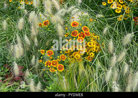 Jardin coloré fleur frontière avec Heleniums Waldraut et ornementales Pennisetum villosum herbe Banque D'Images