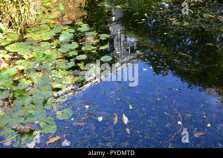 Lillie pond et réflexions Banque D'Images