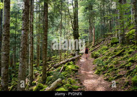 Parc National d'Ordesa en Espagne, Pyrinees Balades chemin à travers les arbres Banque D'Images
