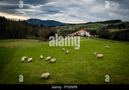 Troupeau de moutons et d'une maison de montagne dans le Pays Basque, près de village de Bermeo, Espagne Banque D'Images
