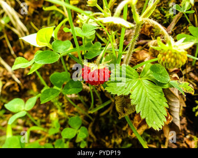 Fraise rouge sauvage dans la forêt Banque D'Images