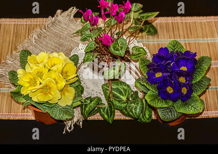 Floraison au début du printemps,plantes violettes bleu et jaune avec un cyclamene violet sur un matelas de paille Banque D'Images