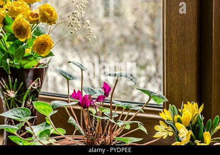 Fleurs à la fin de l'hiver sur un rebord de fenêtre, petites roses jaune, violet fleurs cyclamen et champ jaune crocus Banque D'Images