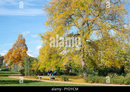 Gleditsia triacanthos 'Sunburst'. Locust Tree miel en automne à RHS Wisley Gardens, Surrey, Angleterre Banque D'Images