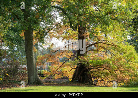 Metasequoia glyptostroboides. Dawn Redwood tree en automne à RHS Wisley Gardens, Surrey, Angleterre Banque D'Images