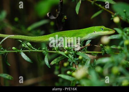 Un vert lumineux Carolina anole, également connu en tant qu'Américain, skitters anole vert dans les buissons à l'usine de Yates County Park à Raleigh en Caroline du Nord Banque D'Images