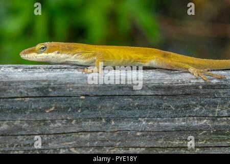 Caroline un anole, aussi connu en tant qu'américain, l'anole vert semble être ennuyé par l'émeute à l'usine Yates County Park à Raleigh en Caroline du Nord Banque D'Images