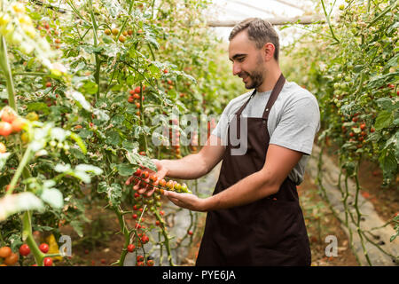 Agriculteur recueille des tomates cerise dans la serre des tomates dans le fond de légumes de serre Banque D'Images