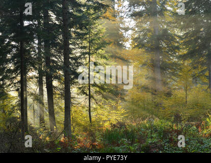 Beaux rayons dans une forêt de pins Banque D'Images