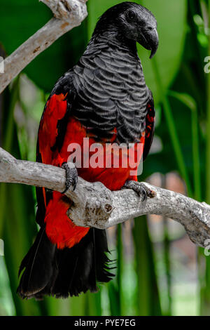 Grand noir et rouge perroquet Pesquets assis sur la branche en face de l'palmiers vert Banque D'Images