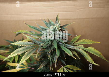 En fleurs fleurs de marijuana cannabis médical Banque D'Images