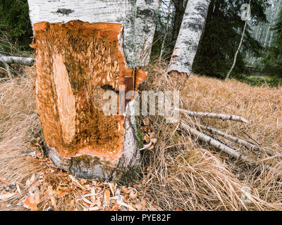 Un castor peut mâcher sur une petite ann grand arbre. Ils seront régulièrement couper des arbres. Les castors se nourrissent principalement de l'écorce des arbres et des feuilles. Arbre généalogique de mastication de castor. Banque D'Images