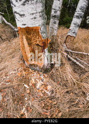 Un castor peut mâcher sur une petite ann grand arbre. Ils seront régulièrement couper des arbres. Les castors se nourrissent principalement de l'écorce des arbres et des feuilles. Arbre généalogique de mastication de castor. Banque D'Images