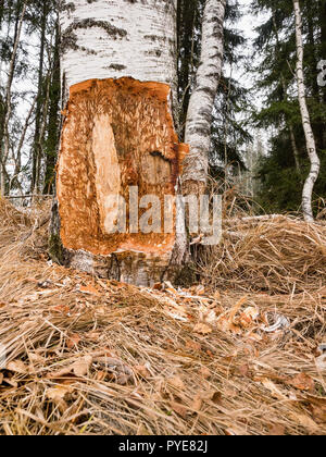 Un castor peut mâcher sur une petite ann grand arbre. Ils seront régulièrement couper des arbres. Les castors se nourrissent principalement de l'écorce des arbres et des feuilles. Arbre généalogique de mastication de castor. Banque D'Images