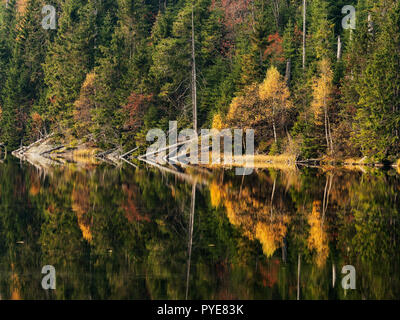 Plesne Lake dans le parc national de Sumava (forêt de Bohème) à l'automne. République tchèque Banque D'Images