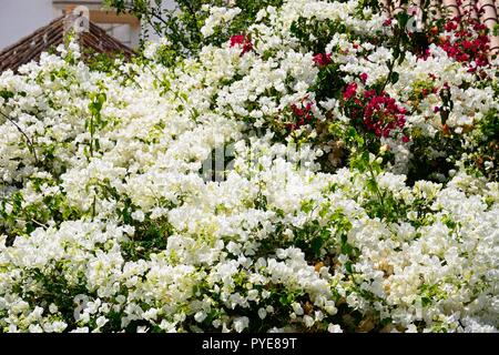 Jolie plante Bougainvillée blanc en pleine floraison, Algarve, Portugal, Europe. Banque D'Images