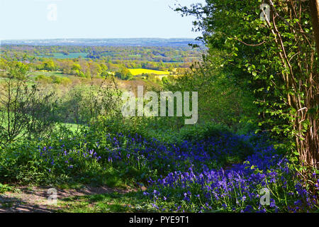 Vue depuis l'Octavia Hill Memorial place à la colline, à la recherche sur Ide Bough Beech. Sur le sentier de sable vert moyen. Hill a été le fondateur de l'NT Banque D'Images