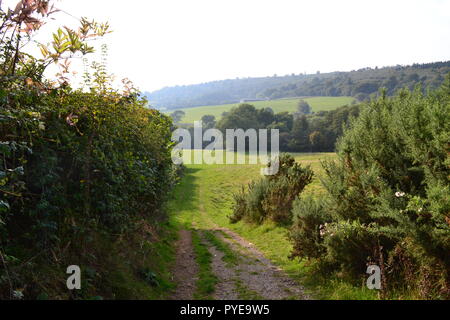 Dans la vallée entre l'Ide Hill et Scord Bois, près de Emmetts Garden, Kent, Angleterre, Royaume-Uni. Un jour au début de l'automne avec le soleil doux et léger brouillard. Banque D'Images