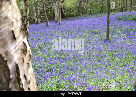 Bluebells à Emmetts Garden, Ide Hill, près de Sevenoaks Kent. L'NT Les jardins sont célèbres pour bluebell affiche dans Scord's Wood, sur la manière de sables verts Banque D'Images