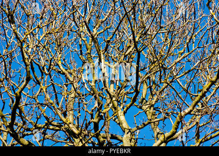 Une image abstraite de l'enchevêtrement des branches d'arbre tourné en printemps chaud soleil. La plupart du sycomore (acer pseudoplatanus). Banque D'Images