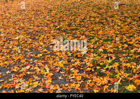 Une image horizontale d'érable feuilles tombées et couvrent le sol dans la fraîcheur de l'automne météo à Sussex au Nouveau-Brunswick, Canada. Banque D'Images