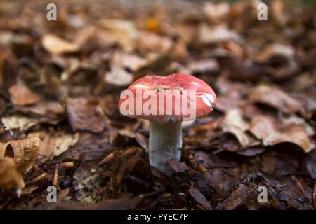Un champignon plafonné rouge ou toadstool dans les feuilles d'automne dans la forêt d'Epping, Angleterre Banque D'Images