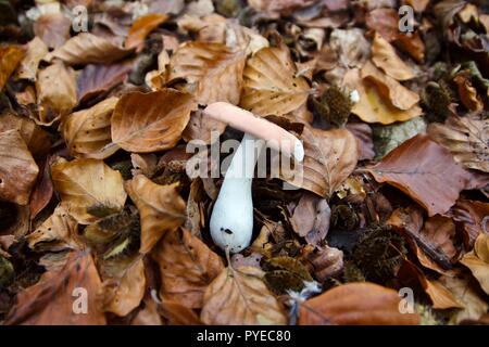 Un champignon plafonné rose ou toadstool allongé sur les feuilles d'automne dans la forêt d'Epping, Angleterre Banque D'Images