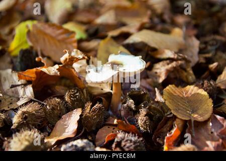 L'un des champignons blancs dans les feuilles d'automne dans la forêt d'Epping, Angleterre Banque D'Images