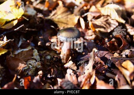 Un rose pétiolées mushroom inbetween les feuilles d'automne dans la forêt d'Epping, Angleterre Banque D'Images