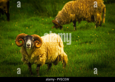 Face noir rams en Scottland Banque D'Images