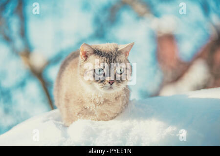 Chat Siamois mignon marche dans la neige profonde Banque D'Images