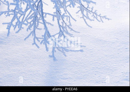 Direction générale de l'hiver avec copyspace. Direction générale de l'arbre couvert de givre blanc contre la neige. Banque D'Images